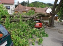 Kwikfynd Tree Cutting Services
bogan