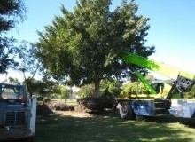 Kwikfynd Tree Management Services
bogan